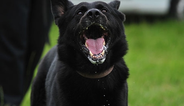 Dog Bites